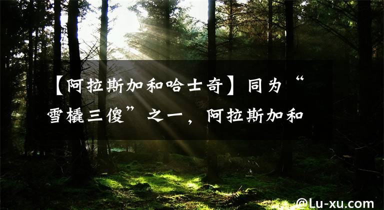 【阿拉斯加和哈士奇】同为“雪橇三傻”之一,阿拉斯加和哈士奇的区别,你知道吗?