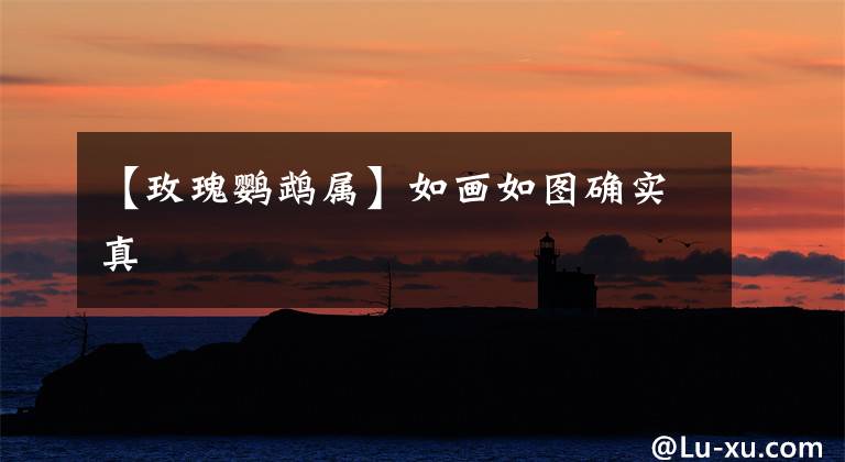 【玫瑰鹦鹉属】如画如图确实真