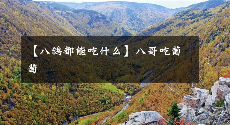 【八鸽都能吃什么】八哥吃葡萄