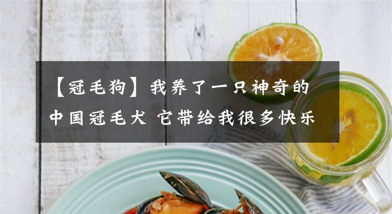 【冠毛狗】我养了一只神奇的中国冠毛犬 它带给我很多快乐