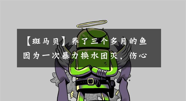 【斑马贝】养了三个多月的鱼因为一次暴力换水团灭，伤心上岸。。。