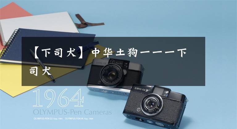 【下司犬】中华土狗一一一下司犬