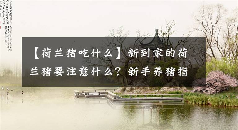 【荷兰猪吃什么】新到家的荷兰猪要注意什么？新手养猪指南