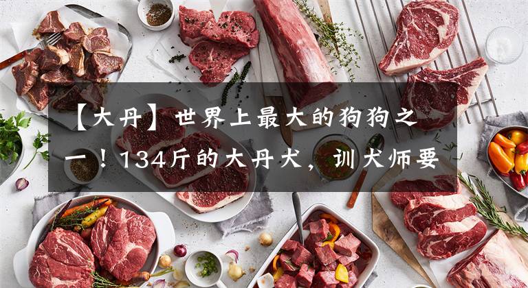 【大丹】世界上最大的狗狗之一!134斤的大丹犬,训犬师要怎么训练?