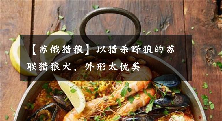 【苏俄猎狼】以猎杀野狼的苏联猎狼犬,外形太优美