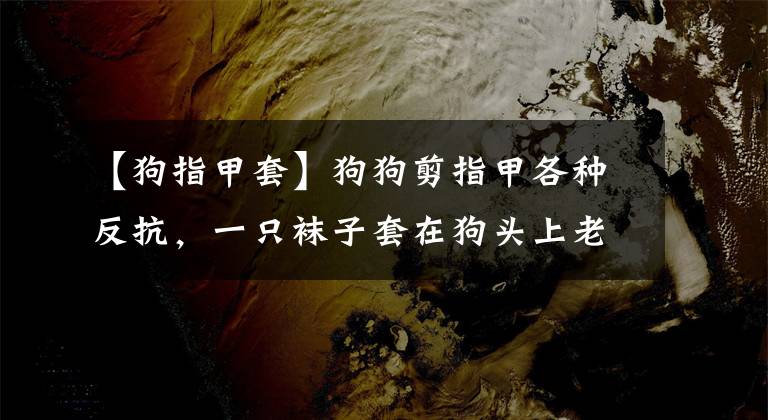 【狗指甲套】狗狗剪指甲各种反抗，一只袜子套在狗头上老实了