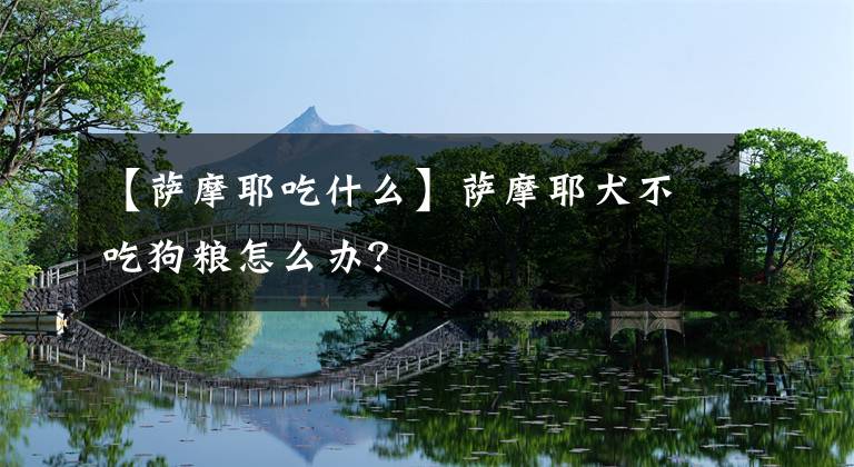 【萨摩耶吃什么】萨摩耶犬不吃狗粮怎么办？