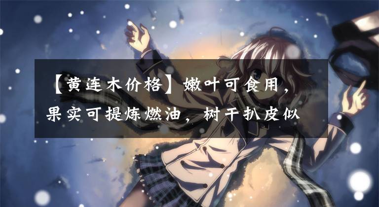 【黄连木价格】嫩叶可食用，果实可提炼燃油，树干扒皮似黄金最值钱，一棵上千元