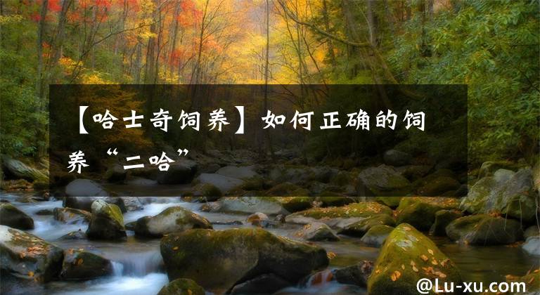 【哈士奇饲养】如何正确的饲养“二哈”