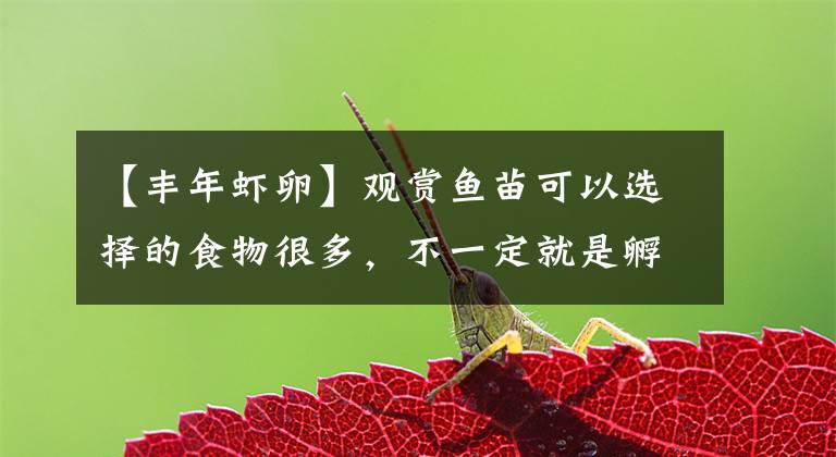 【丰年虾卵】观赏鱼苗可以选择的食物很多，不一定就是孵化的丰年虾