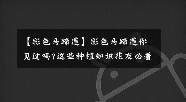 【彩色马蹄莲】彩色马蹄莲你见过吗?这些种植知识花友必看!