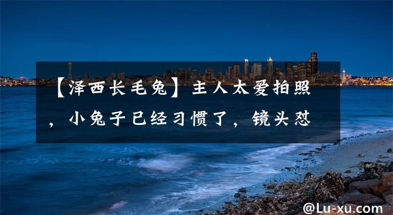 【泽西长毛兔】主人太爱拍照,小兔子已经习惯了,镜头怼到眼前都不躲开