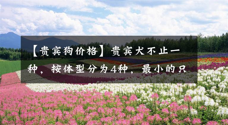 【贵宾狗价格】贵宾犬不止一种,按体型分为4种,最小的只有杯子大