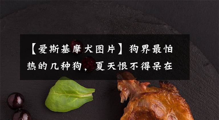 【爱斯基摩犬图片】狗界最怕热的几种狗，夏天恨不得呆在冰箱里，你家的上榜了吗？