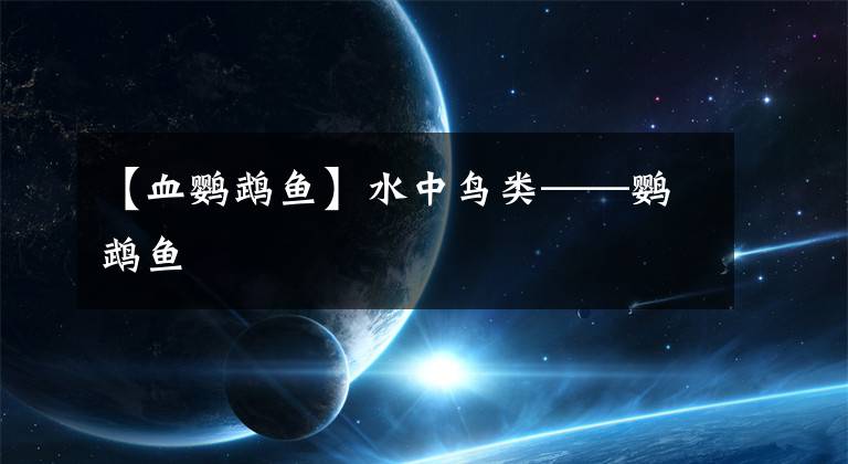 【血鹦鹉鱼】水中鸟类——鹦鹉鱼