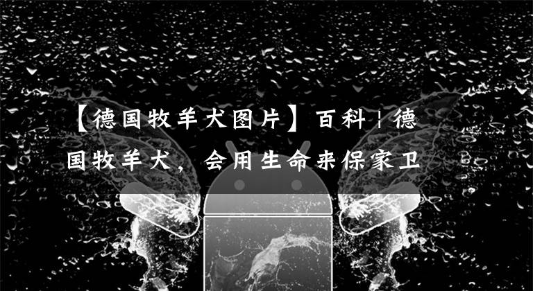 【德国牧羊犬图片】百科 | 德国牧羊犬，会用生命来保家卫国的硬汉萌犬