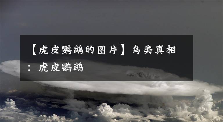 【虎皮鹦鹉的图片】鸟类真相：虎皮鹦鹉