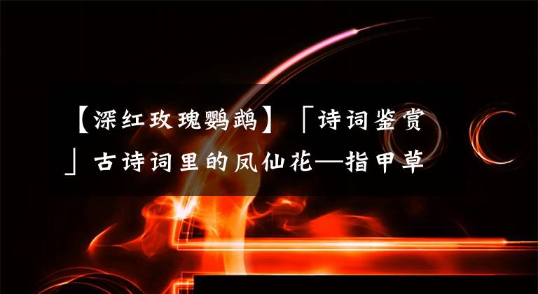 【深红玫瑰鹦鹉】「诗词鉴赏」古诗词里的凤仙花—指甲草染指甲