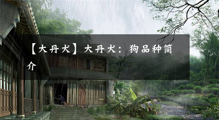 【大丹犬】大丹犬：狗品种简介