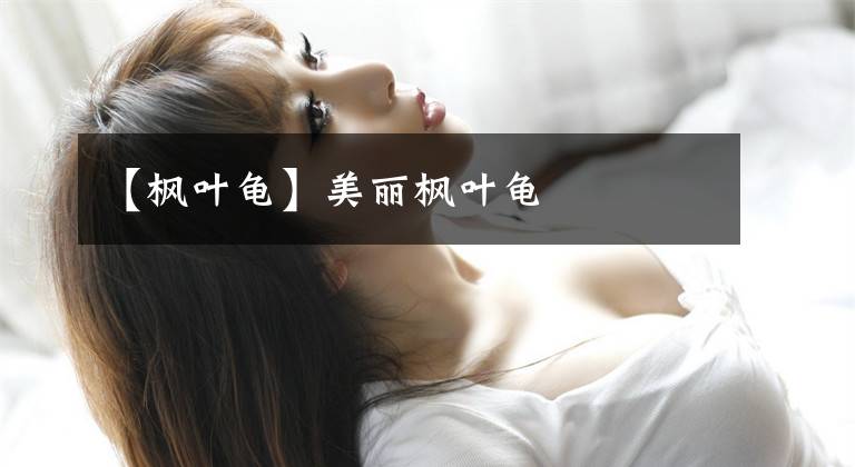 【枫叶龟】美丽枫叶龟