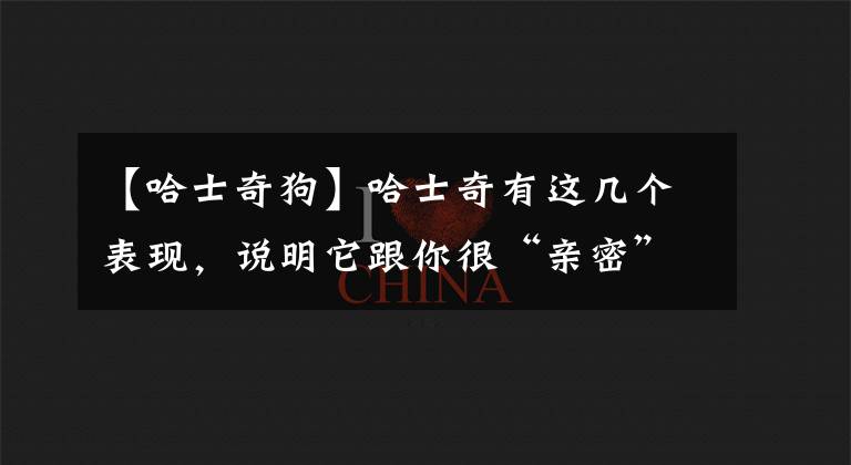 【哈士奇狗】哈士奇有这几个表现，说明它跟你很“亲密”