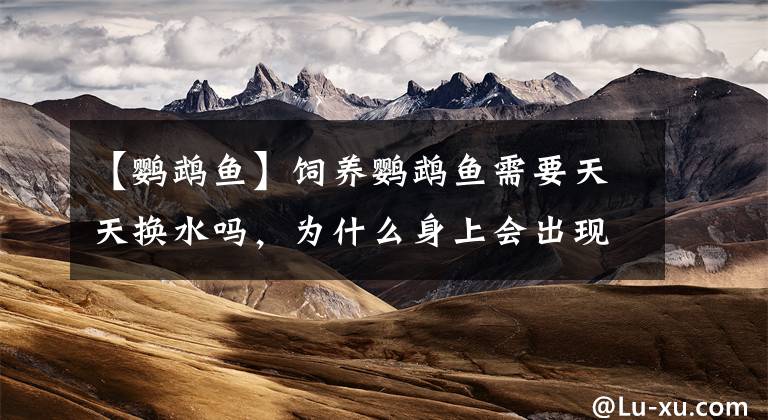 【鹦鹉鱼】饲养鹦鹉鱼需要天天换水吗，为什么身上会出现白斑？