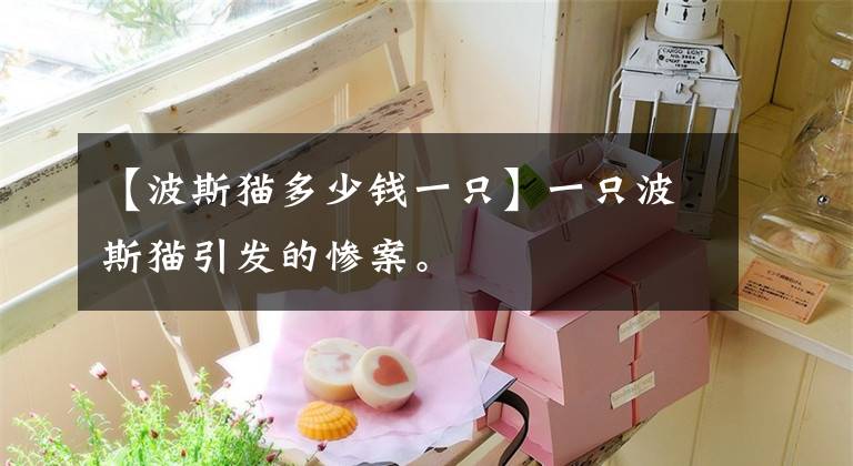 【波斯猫多少钱一只】一只波斯猫引发的惨案。