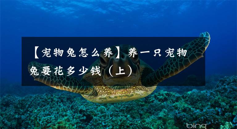 【宠物兔怎么养】养一只宠物兔要花多少钱（上）
