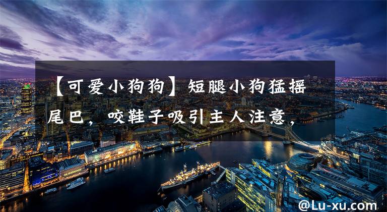 【可爱小狗狗】短腿小狗猛摇尾巴，咬鞋子吸引主人注意，可爱到让人无法拒绝