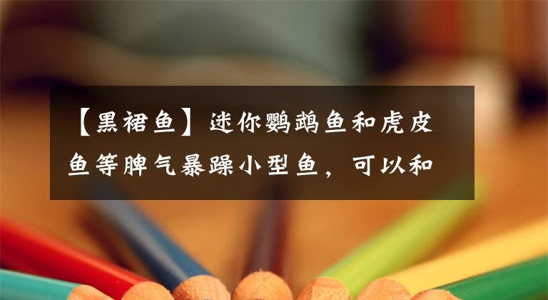 【黑裙鱼】迷你鹦鹉鱼和虎皮鱼等脾气暴躁小型鱼，可以和其他鱼混养吗？