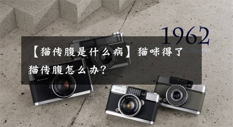 【猫传腹是什么病】猫咪得了猫传腹怎么办?