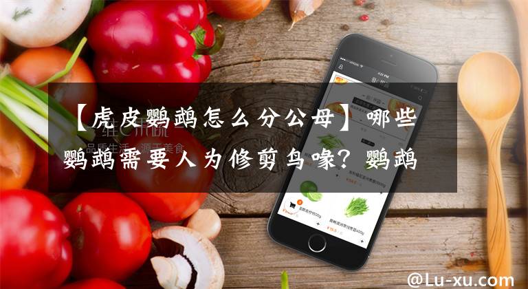 【虎皮鹦鹉怎么分公母】哪些鹦鹉需要人为修剪鸟喙?鹦鹉喙部过度生长的案例