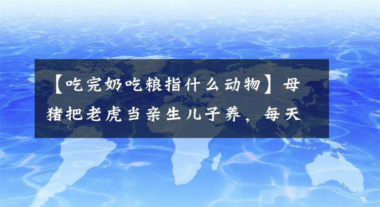 【吃完奶吃粮指什么动物】母猪把老虎当亲生儿子养，每天喂猪奶，老虎长大后会认出这个妈妈吗！