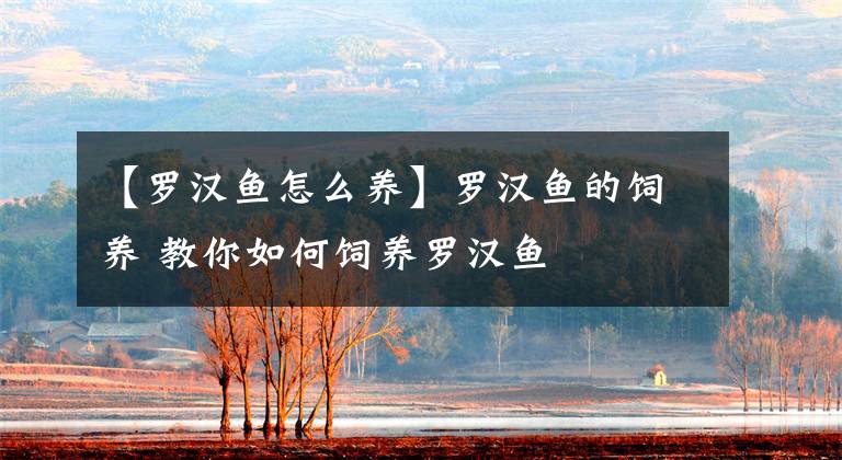 【罗汉鱼怎么养】罗汉鱼的饲养 教你如何饲养罗汉鱼