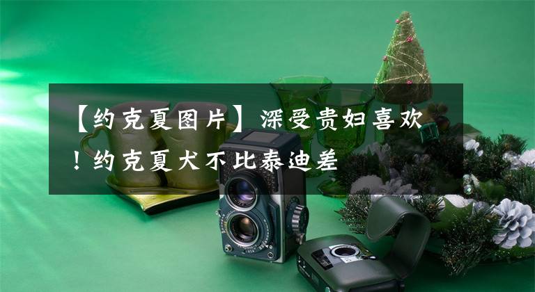 【约克夏图片】深受贵妇喜欢!约克夏犬不比泰迪差