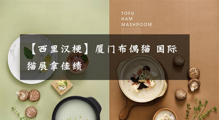【西里汉梗】厦门布偶猫 国际猫展拿佳绩