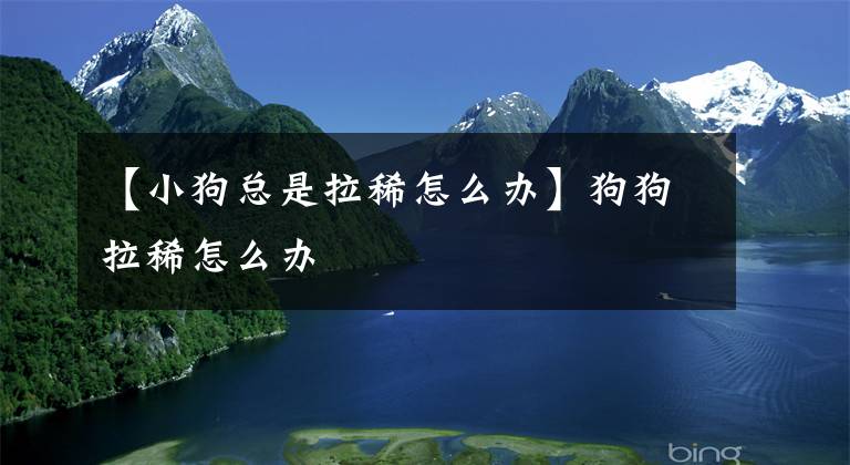 【小狗总是拉稀怎么办】狗狗拉稀怎么办