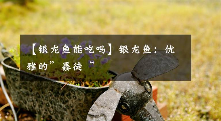 【银龙鱼能吃吗】银龙鱼：优雅的”暴徒“