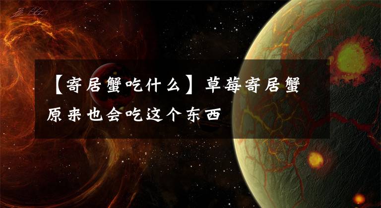 【寄居蟹吃什么】草莓寄居蟹原来也会吃这个东西
