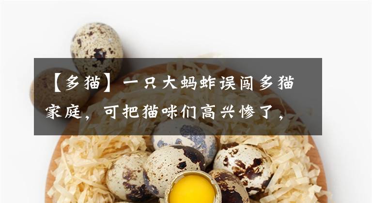 【多猫】一只大蚂蚱误闯多猫家庭，可把猫咪们高兴惨了，最后还打起来了