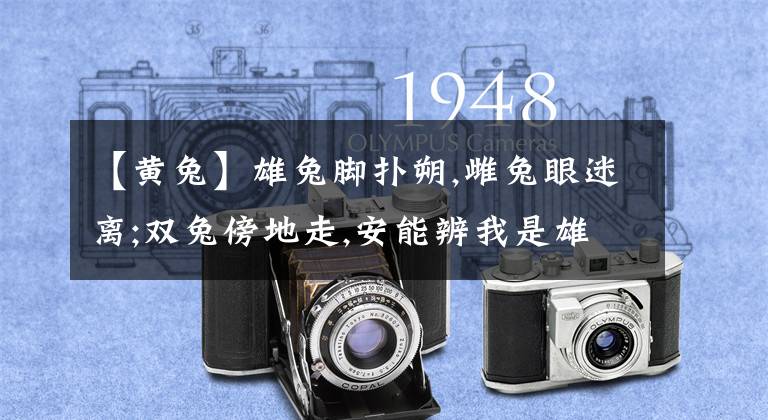 【黄兔】雄兔脚扑朔,雌兔眼迷离;双兔傍地走,安能辨我是雄雌？