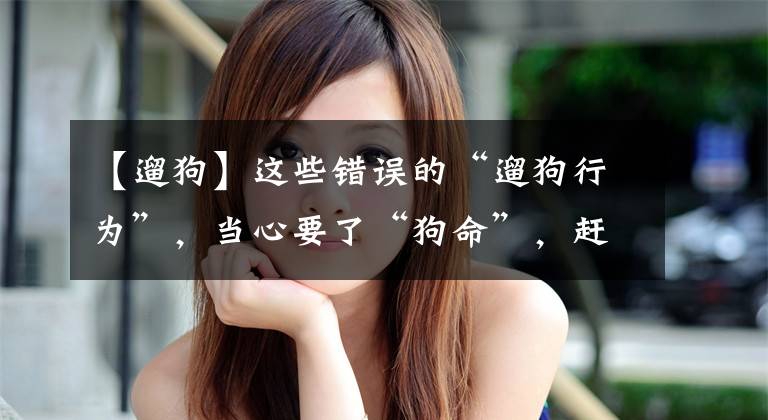 【遛狗】这些错误的“遛狗行为”,当心要了“狗命”,赶紧纠正