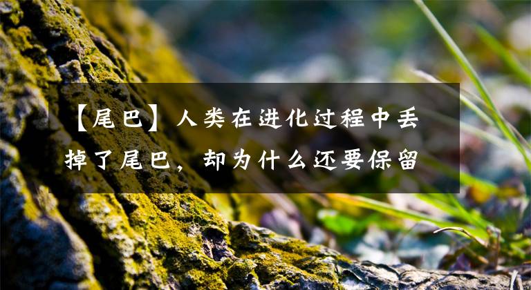 【尾巴】人类在进化过程中丢掉了尾巴，却为什么还要保留尾椎骨？