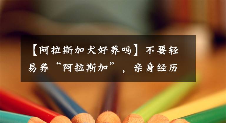 【阿拉斯加犬好养吗】不要轻易养“阿拉斯加”，亲身经历告诉你，别后悔