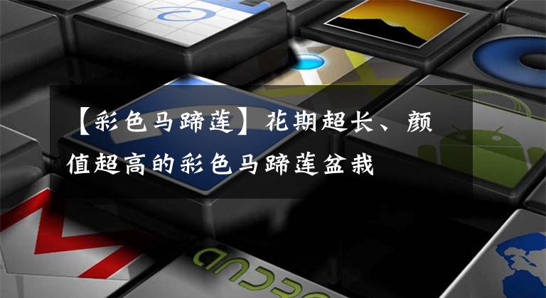 【彩色马蹄莲】花期超长、颜值超高的彩色马蹄莲盆栽
