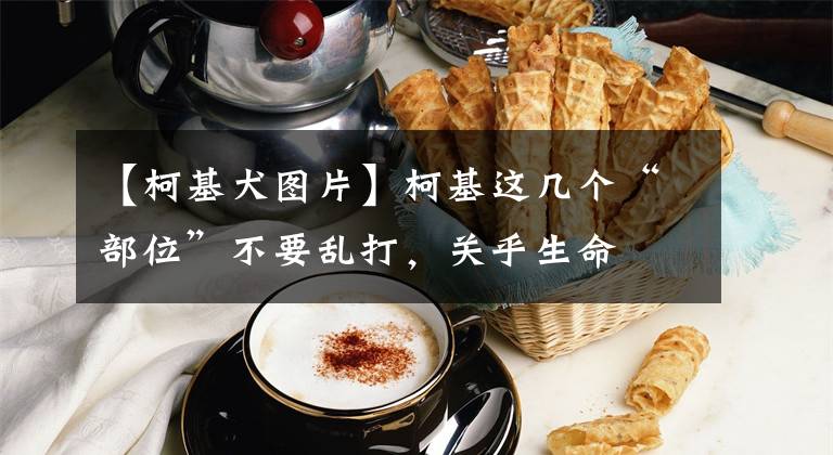 【柯基犬图片】柯基这几个“部位”不要乱打，关乎生命