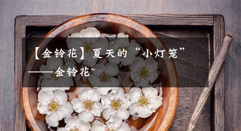 【金铃花】夏天的“小灯笼”——金铃花~