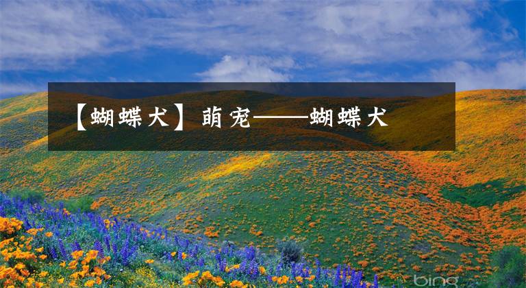 【蝴蝶犬】萌宠——蝴蝶犬