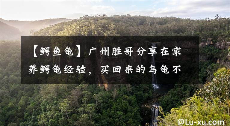 【鳄鱼龟】广州胜哥分享在家养鳄龟经验，买回来的乌龟不吃食物，怎么办