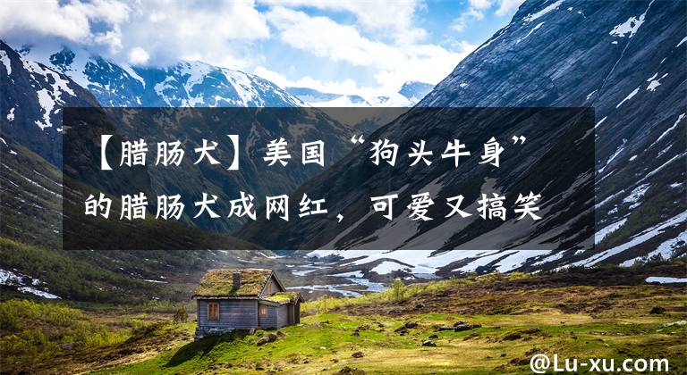 【腊肠犬】美国“狗头牛身”的腊肠犬成网红,可爱又搞笑,引路人争相合影